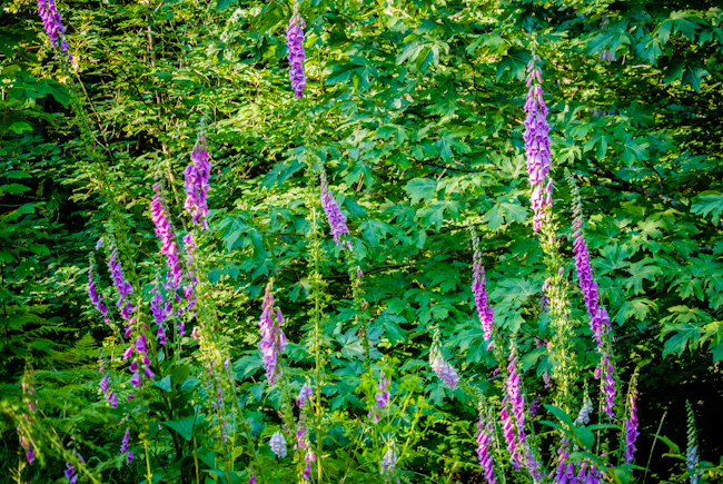 Wild lupine in Discovery Park