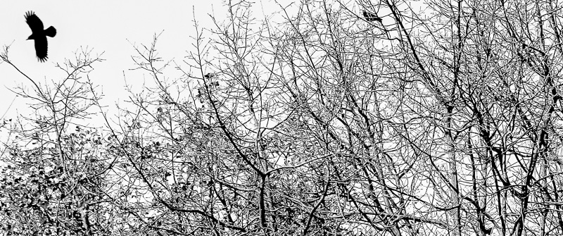 Crow in winter